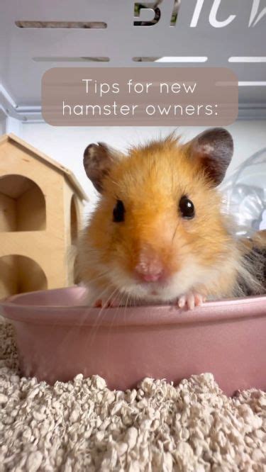 c hamster|Help and advice for Hamster owners 